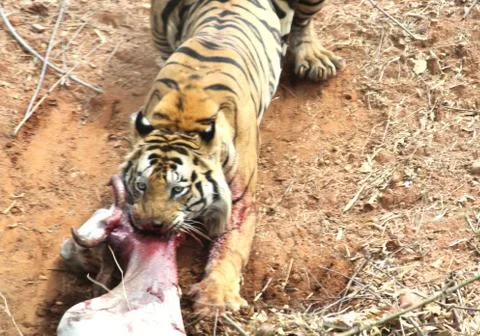 Pulling a kill with full force of a hungry tiger Stock Photos