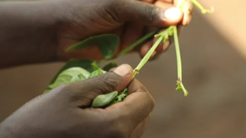 Pulling leaves from stems on green vegetables in Uganda, Africa Stock Footage 145099686