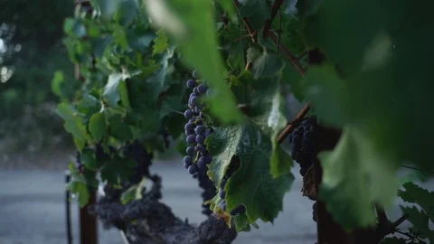 Pulling into Napa Valley  big purple grapes Video stock 116180603