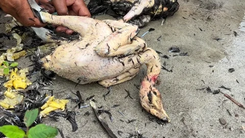 Pulling out chicken feathers after cutting Stock Footage 278359785