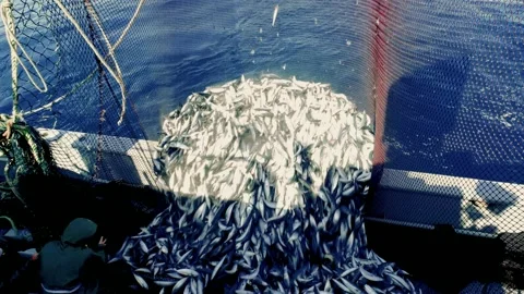 Pulling out a Full Fishing Net Stock Footage 153000358