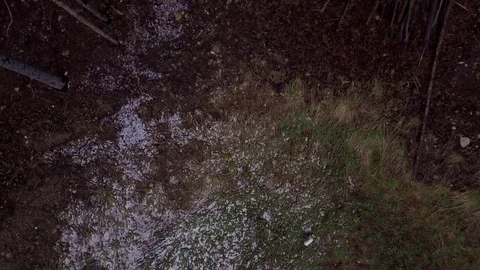 Pulling Out Of Pine Tree Forest In Colorado Rockies Video stock 82809092