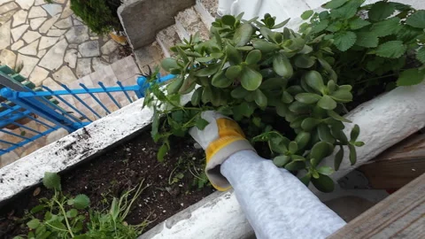 Pulling out weed. Stock Footage 289199654