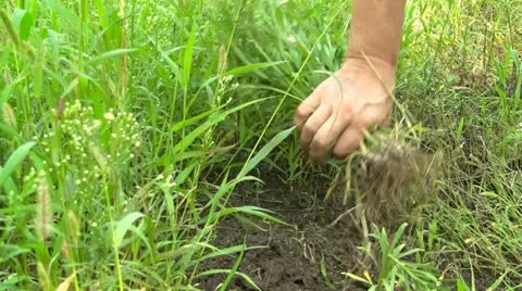 Pulling out weeds 스톡 동영상 11985152