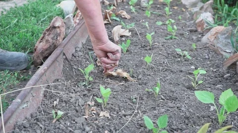 Pulling out weeds in the garden. an elderly woman pulls weeds from the garden Stock Footage 199948332