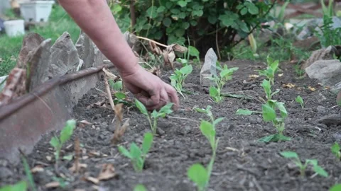 Pulling out weeds in the garden. an elderly woman pulls weeds from the garden Stock Footage 201487373