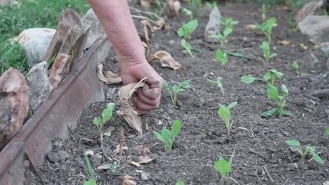 Pulling out weeds in the garden. an elderly woman pulls weeds from the garden Video stock 205593357