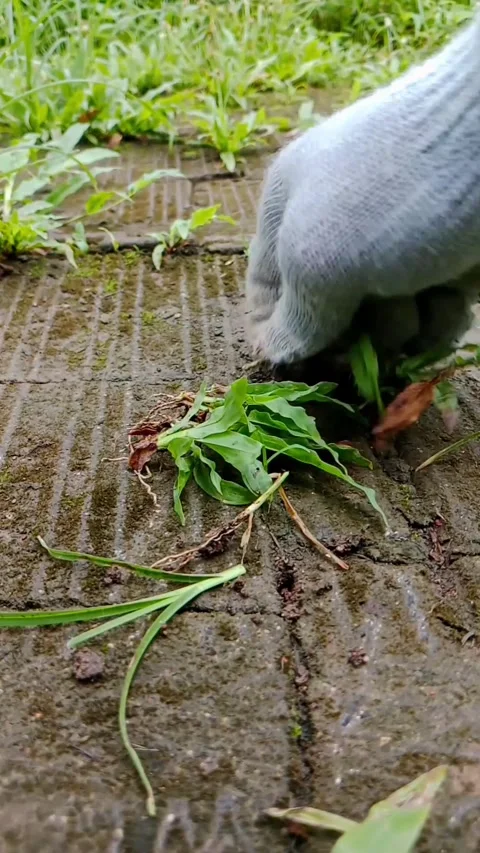 Pulling out weeds in the yard Stock Footage 330288453