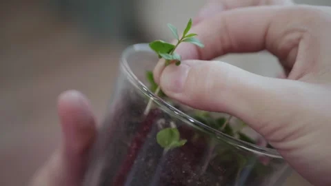 Pulling a plant with a root out of the ground for transplanting from a pot Stock Footage 170426331