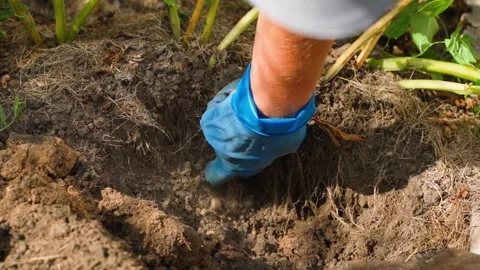 Pulling a potato from its root in the soil of a vegetable garden, close-up. A Stock Footage 279660541