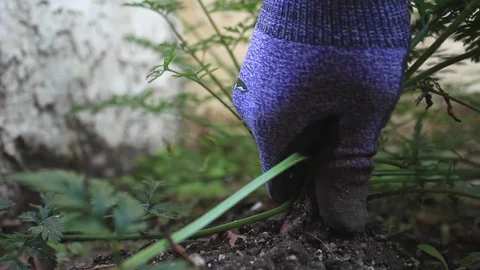 Pulling a Red Carrot out of the Ground Vídeo Stock 104639791