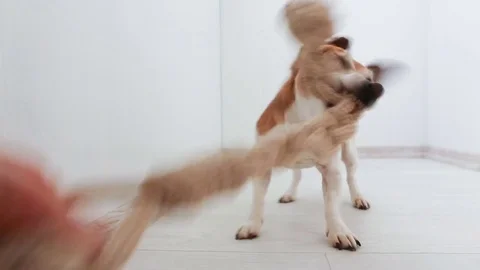 Pulling rope active small dog playing Stock-Footage 73017783