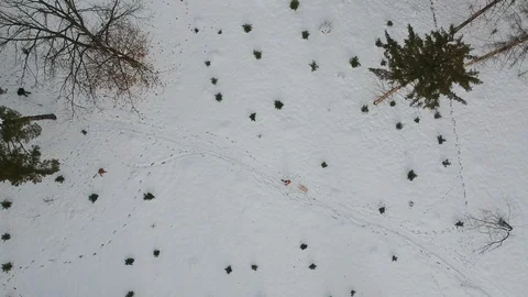 Pulling sledge in the winter park Stock Footage 101382609