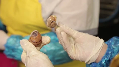 Pulling the snail from the shell Stock Footage 151534418