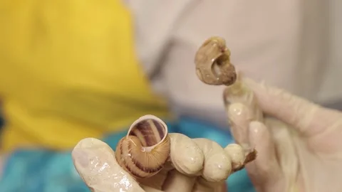 Pulling the snail from the shell Stock Footage 151534438