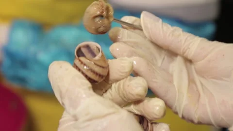 Pulling the snail from the shell Stock Footage 151534446