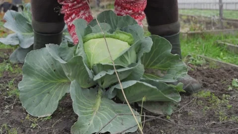 Pulling a stalk of white cabbage from the ground in slow motion 스톡 동영상 148087207