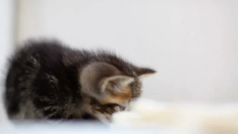 Pulling the String Cat Stock Footage 330576507
