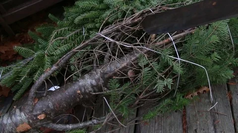 Pulling String off a Pine Tree Stock Footage 73437137