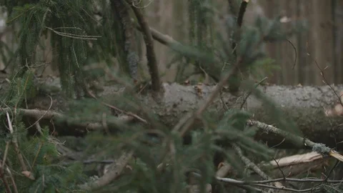 Pulling a tree 動画素材 92891373