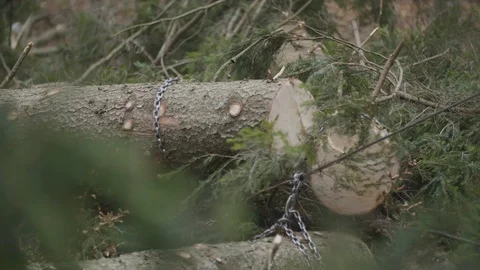 Pulling tree logs with tractor Stockbeeldmateriaal 92891328