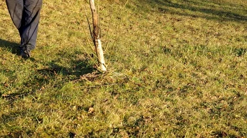 Pulling the tree out of the ground Stock Footage 79169004