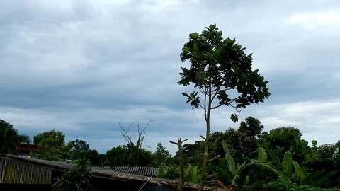 Pulling tree with a rope in countryside. Stock Footage 95660207