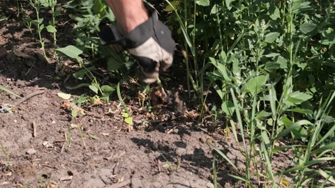 Pulling weeds close-up, gloved hand removing weeds, stationary shot, 29.97fps Stock Footage 157872273
