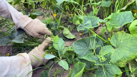 Pulling weeds from the cucumber bed during the flowering period. 動画素材 246048517