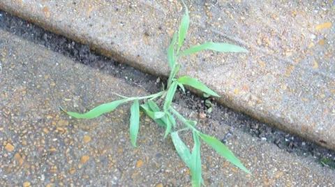 Pulling Weeds Stock Footage 7759503