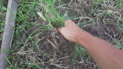 Pulling weeds Stock Footage 144160009
