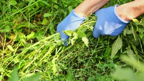 Pulling weeds in the garden, close-up Stock Footage 280555977