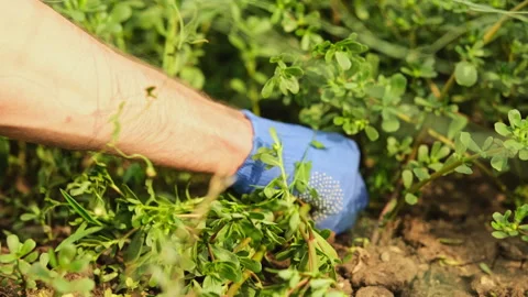 Pulling weeds in the garden, close-up Stock Footage 280559261