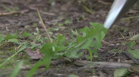 Pulling Weeds from Garden Stock Footage 39011058