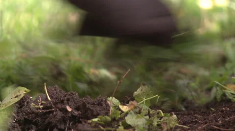 Pulling weeds in a garden Stock Footage 57713591