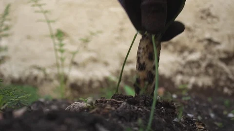 Pulling a White Carrot out of the Ground Vídeo Stock 104641386