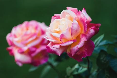Pullman Orient Express rose (Love and Peace) red and yellow hybrid tea roses  스톡 사진