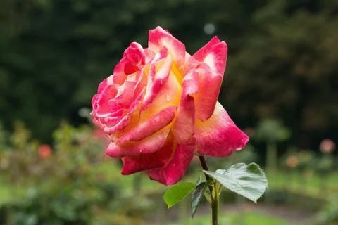 Pullman Orient Express Rose Stock Photos