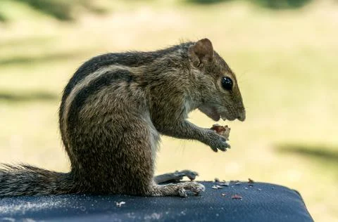 Pulm squirrel eats the nut. Close up. Stock Photos