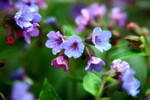 Pulmonaria in drops of rain Stock Photos