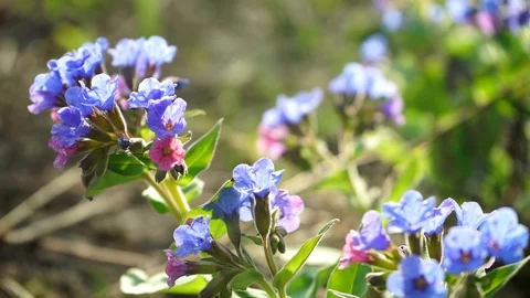 Pulmonária Stock Footage 129031841