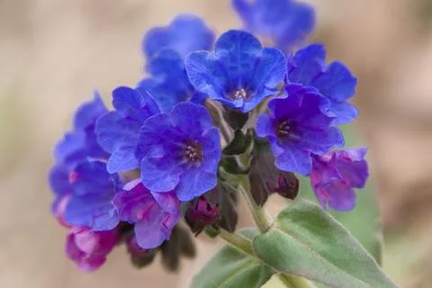 Pulmonaria Photos