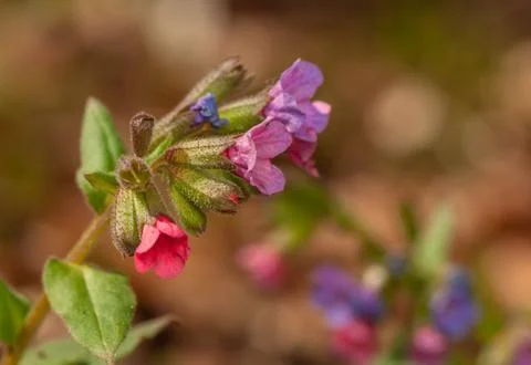 Pulmonaria Stock Photos