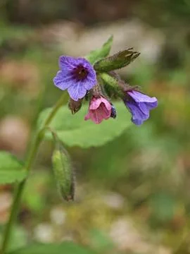 Pulmonaria Stock Photos