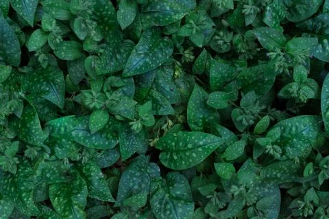 Pulmonaria. Uma planta com folhas variegadas. Vista das folhas verdes suculentas Stock Photos