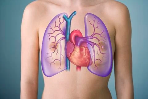 Pulmonary circulation, drawing Stock Illustration