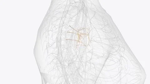 The pulmonary plexus is an autonomic plexus formed from pulmonary branches .. Stock Illustration