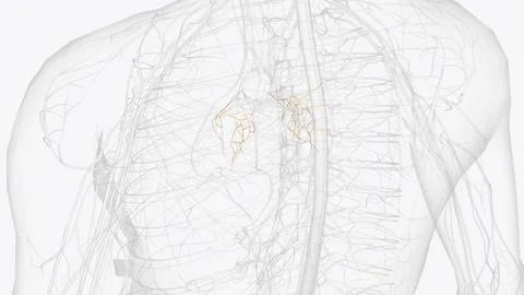 The pulmonary plexus is an autonomic plexus formed from pulmonary branches .. Illustrazione stock