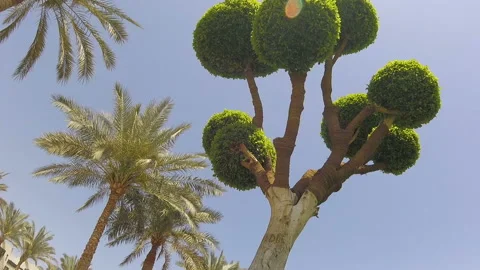 Pulms and other eastern tree on sunny sky background, time lapse 스톡 동영상 105099442