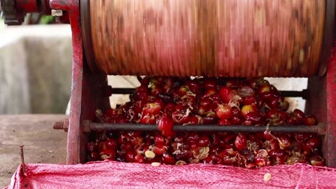 Pulping machine removing shell from coffee cherries Stock Footage 140142372
